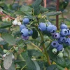 10 Heintooga Blueberry Starter Plug Plants - Vaccinium formosum x - Sweet, Aromatic Berries - Image 1