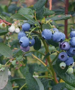10 Heintooga Blueberry Starter Plug Plants - Vaccinium formosum x - Sweet, Aromatic Berries - Image 1