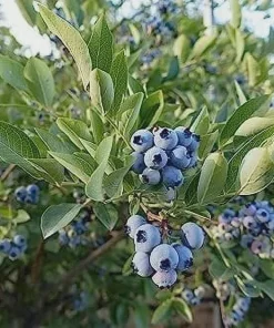 10 Heintooga Blueberry Starter Plug Plants - Vaccinium formosum x - Sweet, Aromatic Berries - Image 8