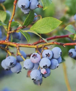 10 Jewel Blueberry Starter Plugs - Vaccinium corymbosum - Southern Highbush Live Plants - Image 6