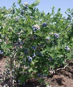 10 Jewel Blueberry Starter Plugs - Vaccinium corymbosum - Southern Highbush Live Plants - Image 8