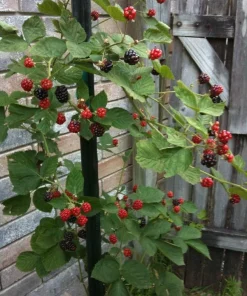 10 Kiowa Blackberry Starter Plug - Large, Sweet Berries, Zones 6-9 - Image 8