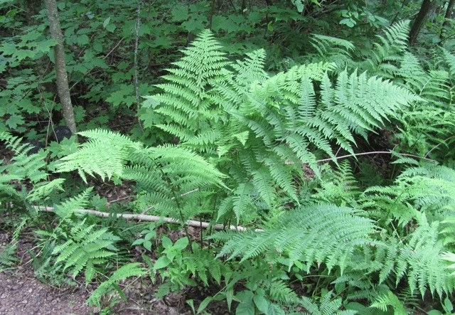 10 Lady Fern Bare Root Plants - Athyrium Filix-Femina Woodland Perennial - Image 2