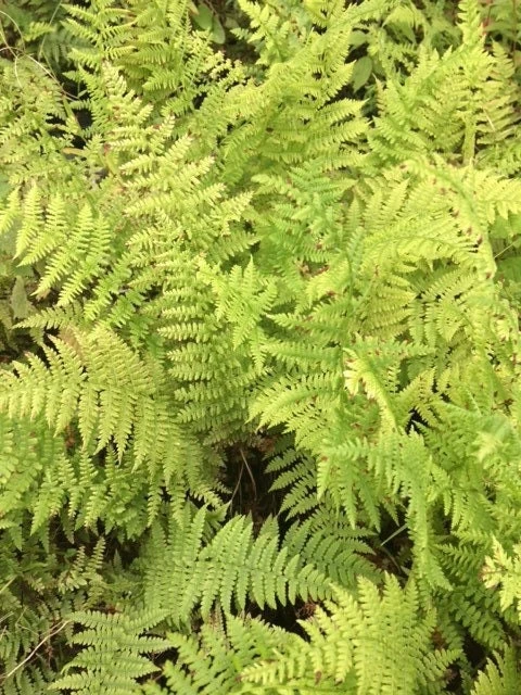 10 Lady Fern Bare Root Plants - Athyrium Filix-Femina Woodland Perennial - Image 3