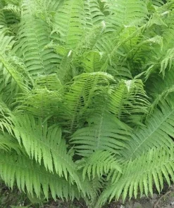 10 Lady Fern Bare Root Plants - Athyrium Filix-Femina Woodland Perennial - Image 8