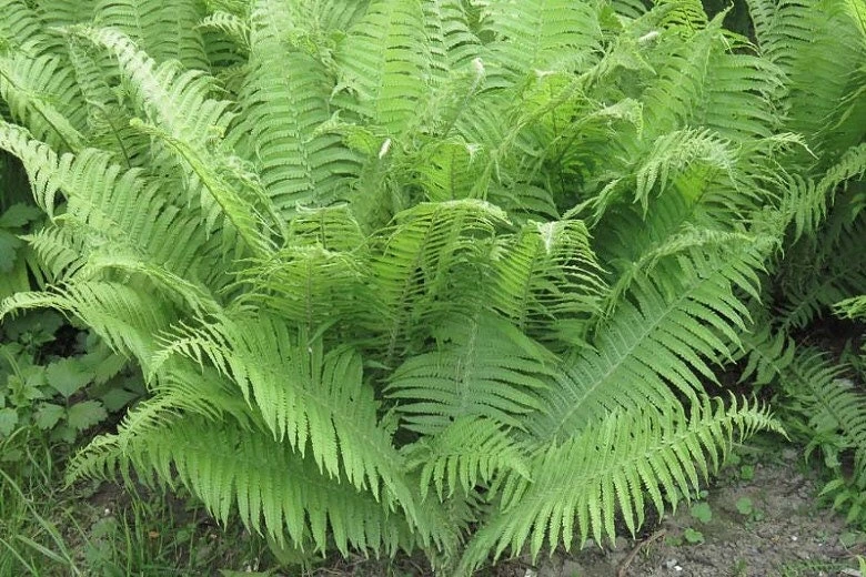 10 Lady Fern Bare Root Plants - Athyrium Filix-Femina Woodland Perennial - Image 1