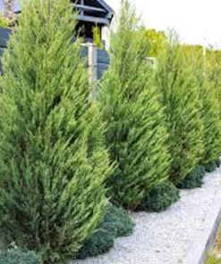 10 Leyland Cypress Tree Starter Plants - Fast Growing Evergreen Bare Root, 20-50ft Tall Outdoor - Image 4