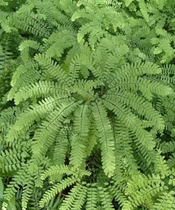 10 Maidenhair Fern Bare Root Plants - Adiantum pedatum - Shade Loving Ferns - Image 6
