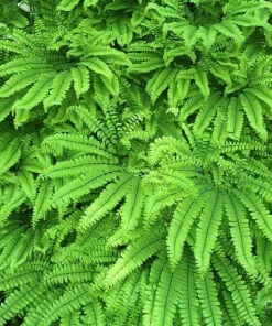 10 Maidenhair Fern Bare Root Plants - Adiantum pedatum - Shade Loving Ferns - Image 9