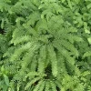 10 Maidenhair Fern Bare Root Plants - Adiantum pedatum - Shade Loving Ferns - Image 1