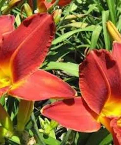10 Ming Toy Daylily Bare Root Plants - Orange-Red Perennial - Image 3