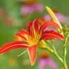 10 Ming Toy Daylily Bare Root Plants - Orange-Red Perennial - Image 1
