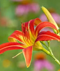 10 Ming Toy Daylily Bare Root Plants - Orange-Red Perennial - Image 1