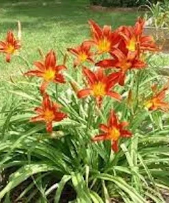 10 Ming Toy Daylily Bare Root Plants - Orange-Red Perennial - Image 6