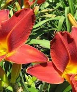 10 Ming Toy Daylily Bare Root Plants - Orange-Red Perennial - Image 7