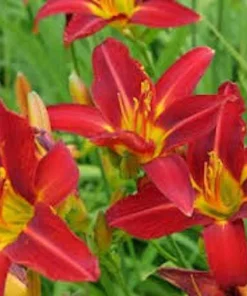 10 Ming Toy Daylily Bare Root Plants - Orange-Red Perennial - Image 8