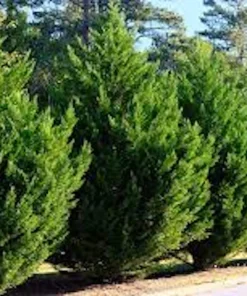 10 Murray Cypress Trees – Live Evergreen Plants – Privacy Screen – 30-40 ft Mature Height - Image 4