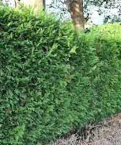 10 Murray Cypress Trees – Live Evergreen Plants – Privacy Screen – 30-40 ft Mature Height - Image 5