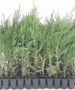 10 Murray Cypress Trees – Live Evergreen Plants – Privacy Screen – 30-40 ft Mature Height - Image 1