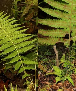 10 New York Fern Bare Roots - Thelypteris noveboracensis Perennial for Woodland Gardens - Image 2