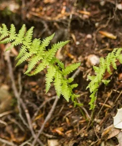 10 New York Fern Bare Roots - Thelypteris noveboracensis Perennial for Woodland Gardens - Image 3