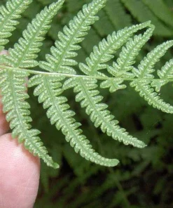 10 New York Fern Bare Roots - Thelypteris noveboracensis Perennial for Woodland Gardens - Image 4