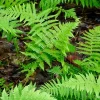 10 New York Fern Bare Roots - Thelypteris noveboracensis Perennial for Woodland Gardens - Image 1
