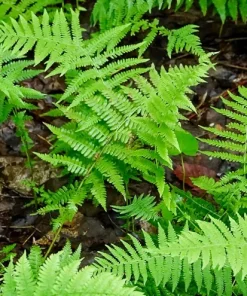 10 New York Fern Bare Roots - Thelypteris noveboracensis Perennial for Woodland Gardens - Image 1