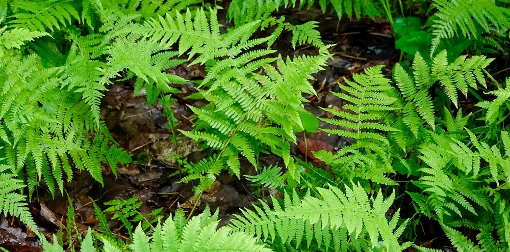 10 New York Fern Bare Roots - Thelypteris noveboracensis Perennial for Woodland Gardens - Image 1