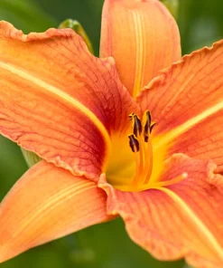 10 Orange Daylily Plants - Bare Root Perennial for Outdoor Gardens - Image 2