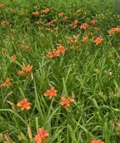 10 Orange Daylily Plants - Bare Root Perennial for Outdoor Gardens - Image 4