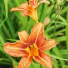 10 Orange Daylily Plants - Bare Root Perennial for Outdoor Gardens - Image 1