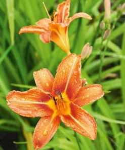 10 Orange Daylily Plants - Bare Root Perennial for Outdoor Gardens - Image 1