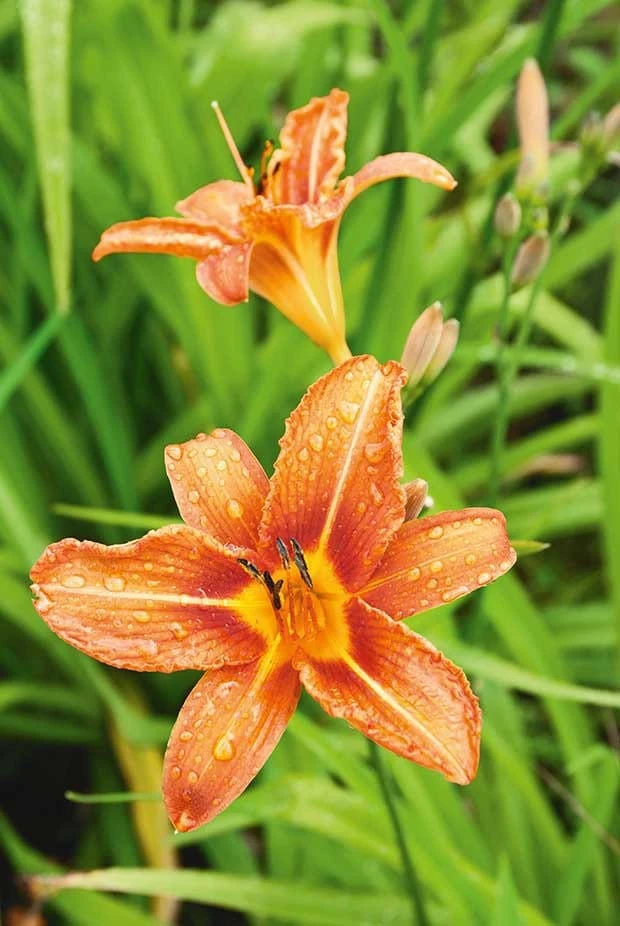 10 Orange Daylily Plants - Bare Root Perennial for Outdoor Gardens - Image 1