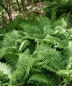 10 Ostrich Fern Bare Root Matteuccia Struthiopteris Perennial Wildflower - Image 6