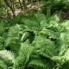 10 Ostrich Fern Bare Root Matteuccia Struthiopteris Perennial Wildflower - Image 1