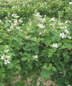 10 Ouachita Blackberry Starter Plugs - Thornless Fruit Bush for Home Garden - Image 4