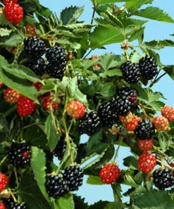 10 Ouachita Blackberry Starter Plugs - Thornless Fruit Bush for Home Garden - Image 6