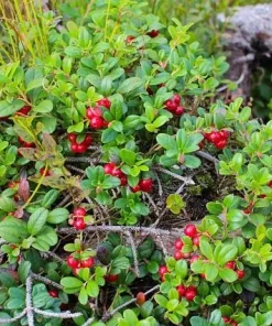 10 Partridge Berry Mitchella repens Bare Root Plants - Evergreen Ground Cover - Image 4