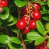 10 Partridge Berry Mitchella repens Bare Root Plants - Evergreen Ground Cover - Image 1