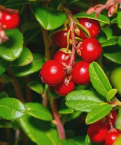 10 Partridge Berry Mitchella repens Bare Root Plants - Evergreen Ground Cover - Image 1