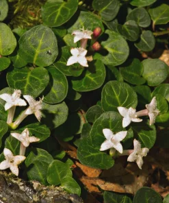 10 Partridge Berry Mitchella repens Bare Root Plants - Evergreen Ground Cover - Image 6