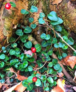 10 Partridge Berry Mitchella repens Bare Root Plants - Evergreen Ground Cover - Image 7