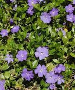 10 Periwinkle Landscape Starter Plants - Vinca Minor Evergreen Groundcover - Image 5