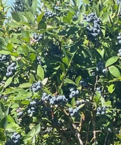 10 Reka Blueberry Starter Plug Live Plant - Vaccinium corymbosum - Northern Highbush - Image 4