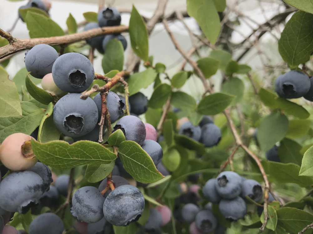 10 Reka Blueberry Starter Plug Live Plant - Vaccinium corymbosum - Northern Highbush - Image 5