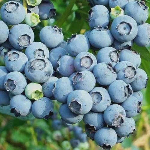 10 Reka Blueberry Starter Plug Live Plant - Vaccinium corymbosum - Northern Highbush - Image 6