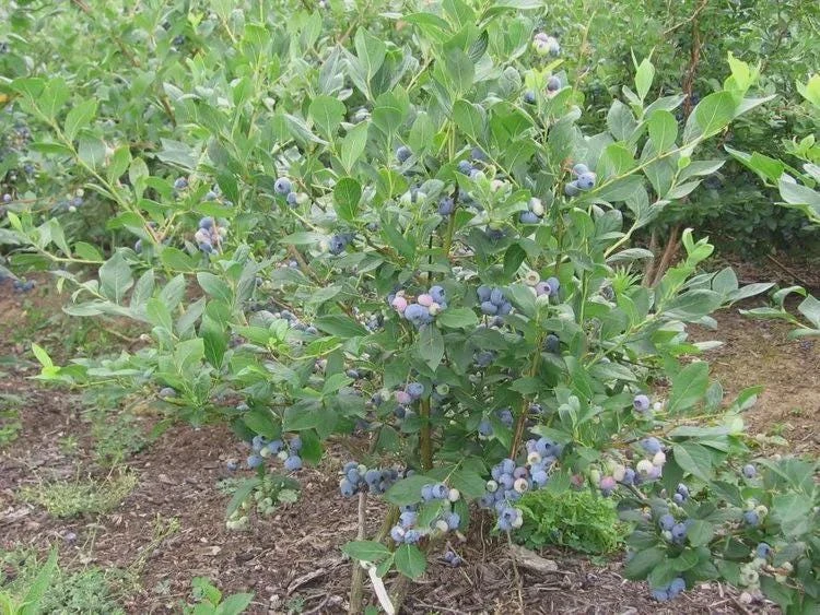 10 Reka Blueberry Starter Plug Live Plant - Vaccinium corymbosum - Northern Highbush - Image 7
