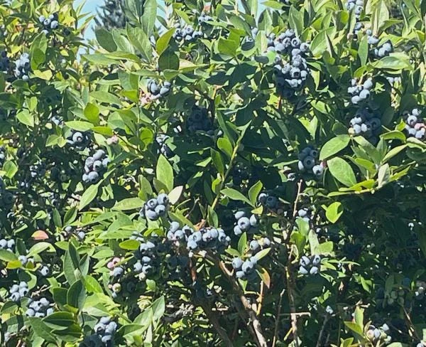 10 Reka Blueberry Starter Plug Live Plant - Vaccinium corymbosum - Northern Highbush - Image 8
