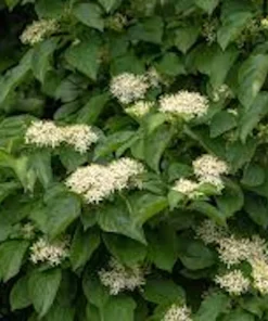 10 Silky Dogwood Tree Bare Root Plants, 12-24 inches, Zones 5-8 - Image 2